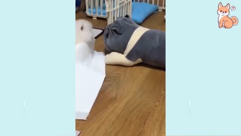 Angry - Funny Dogs of TikTok 😮