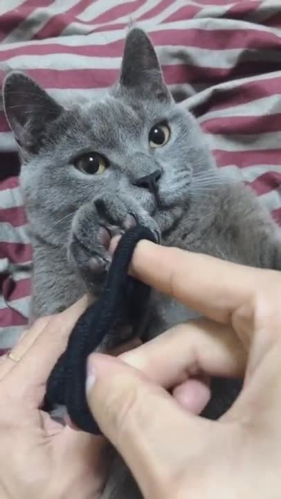 play with cute little cat makes you laugh!