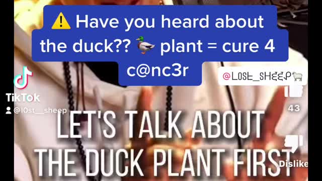 Have you heard of the duck??