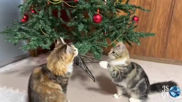 Romantic_Cat_short_vidro