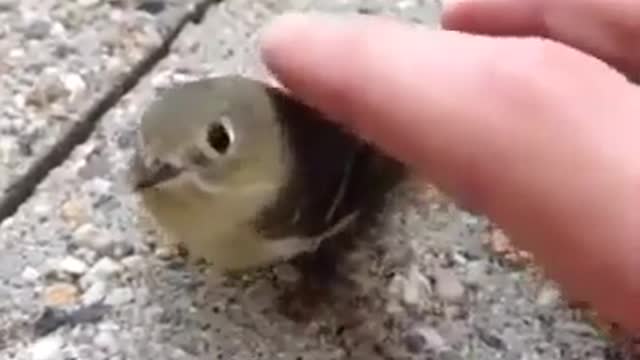 Cute Funny Bird 🐦🐦🐦🐦🐦🐦