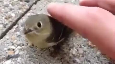 Cute Funny Bird 🐦🐦🐦🐦🐦🐦