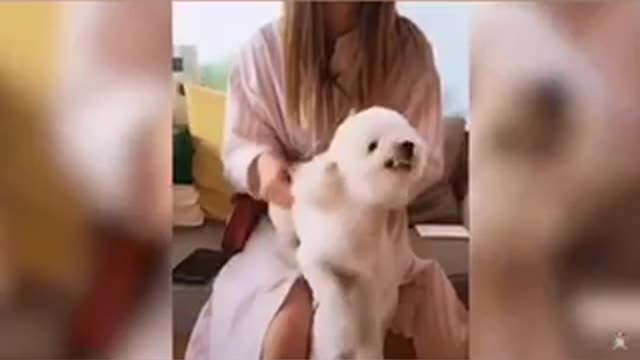 Funny Dogs from Tik Tok Video