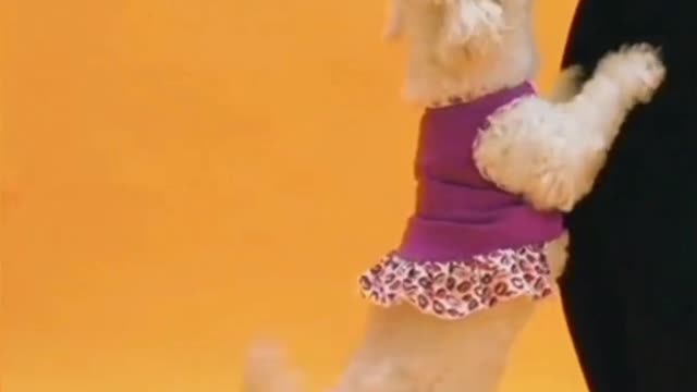 Cute and funny dogs 😀🐕