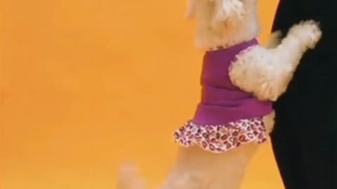 Cute and funny dogs 😀🐕