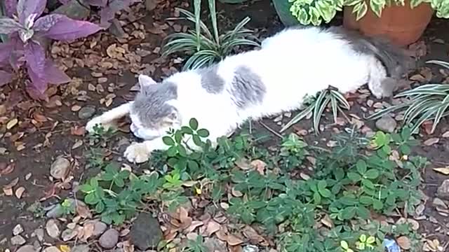 When the air is hot and all you need is lay on the ground