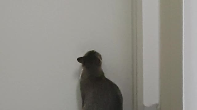 Cat can't figure out how to open the door