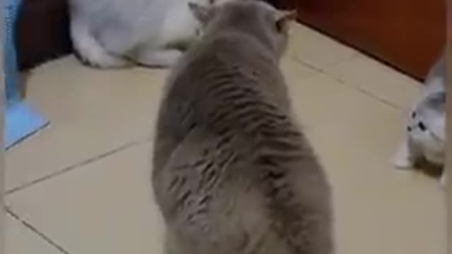 Funny cat videos 😂