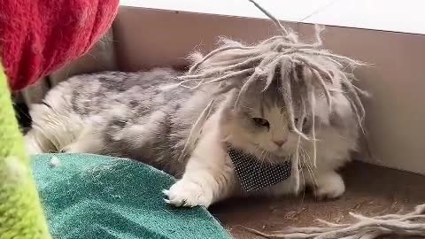 kitten has an exploding head