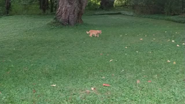 Cat plays fetch with apples