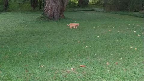 Cat plays fetch with apples