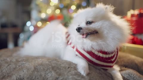 Dangrous dog puupy