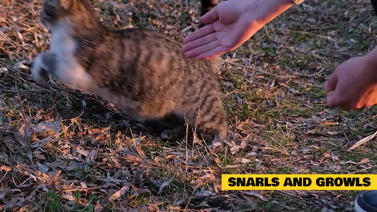 Cat Meow Meaning-Understand what your cat is talking about