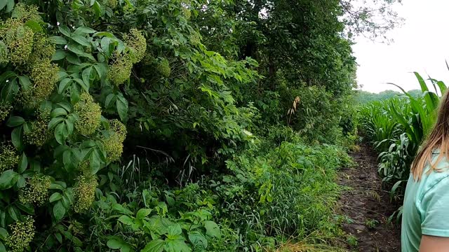 Foraging on Independence Day