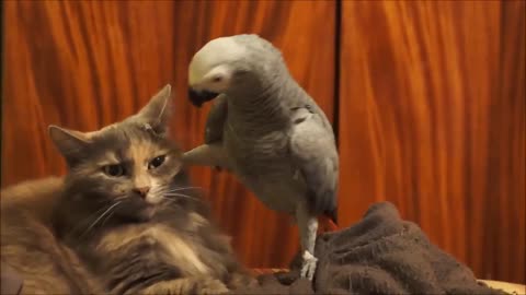 Parrot annoys cat