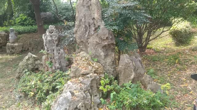 plants overgrown on the stone