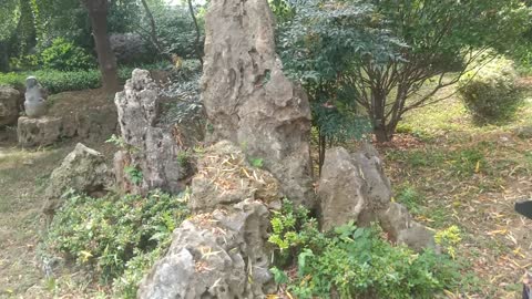 plants overgrown on the stone