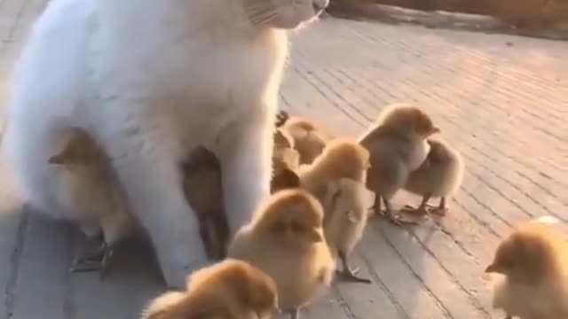 cat and chick friendship