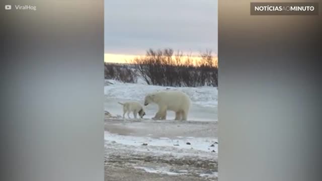 Urso polar curioso tenta fazer amizade com cão