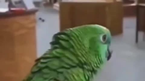 PARROT VS SOPRANO