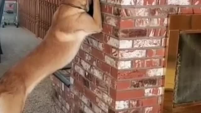 A dog playing a game with a little girl sensibly considering everything.