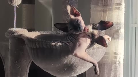 Sunbathing Sphynx Brothers