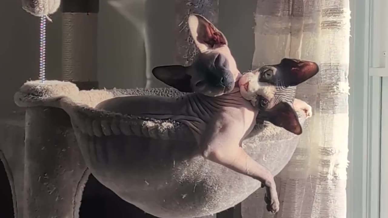 Sunbathing Sphynx Brothers
