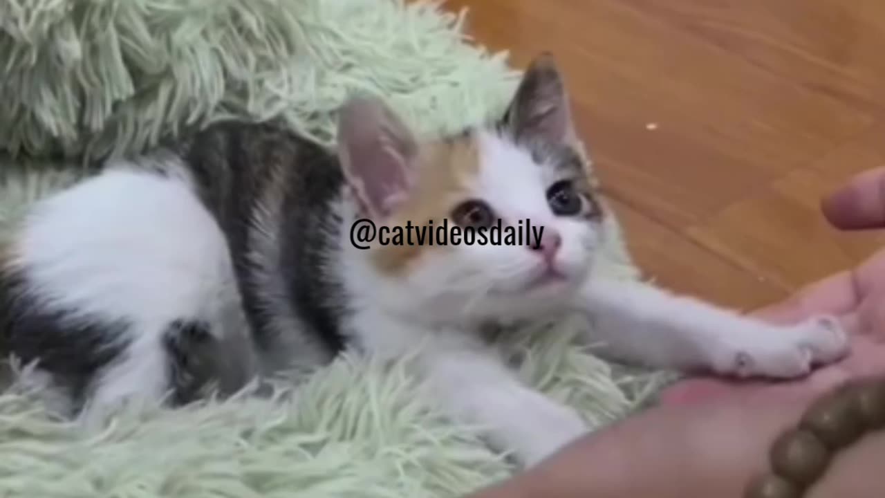 Cute Cat Video Adorable Cat Video Kitten Video Sleeping Cat Video Lovely Cat Cute Cat Baby Video 20