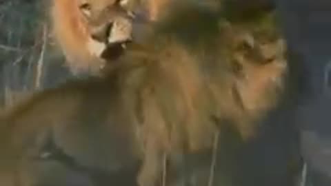 Lion 🦁 VS Lion 🦁 Fight