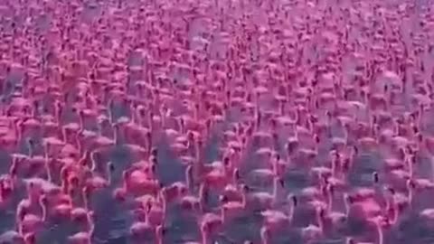 Innumerable Beautiful Pink Ducks in The Lake #shorts #shortvideo #video #virals #videoviral