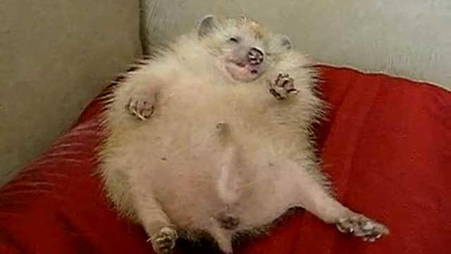 Have you ever seen a hedgehog dream cute video