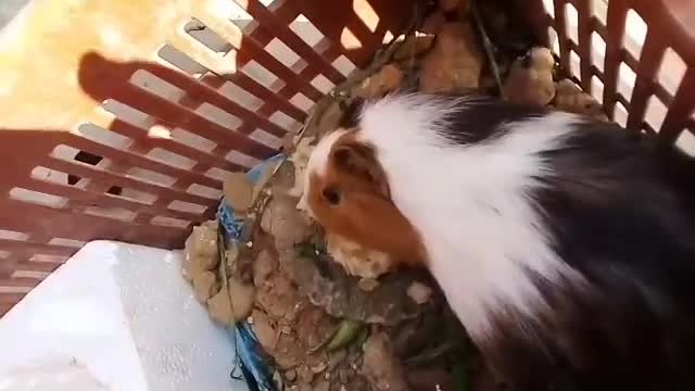 two cute hamsters playing together making adorable squealing noises