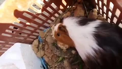 two cute hamsters playing together making adorable squealing noises