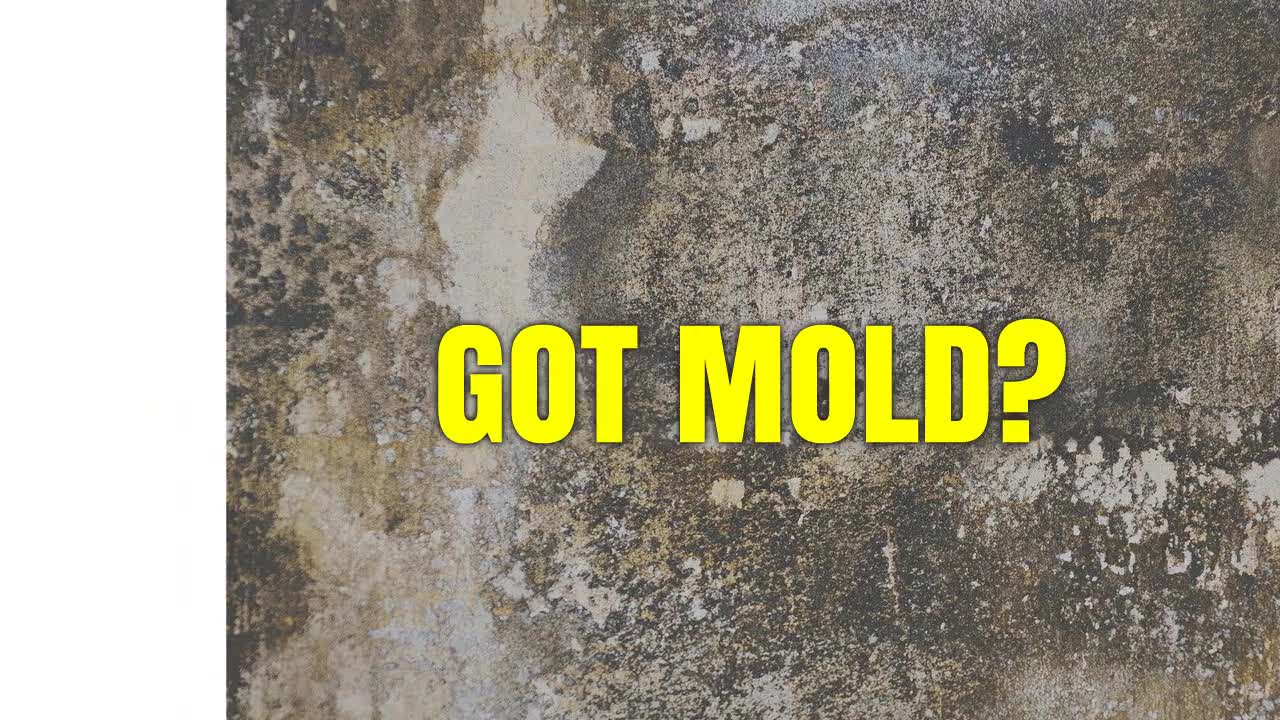 Tacoma Mold Removal Co.