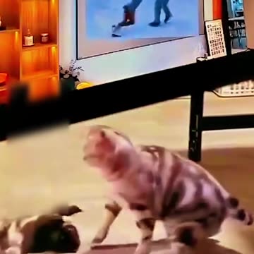 Funny Cats and Dogs Shorts Video compilation😂😂Funny Animals Caught on Camera Try not to Laugh