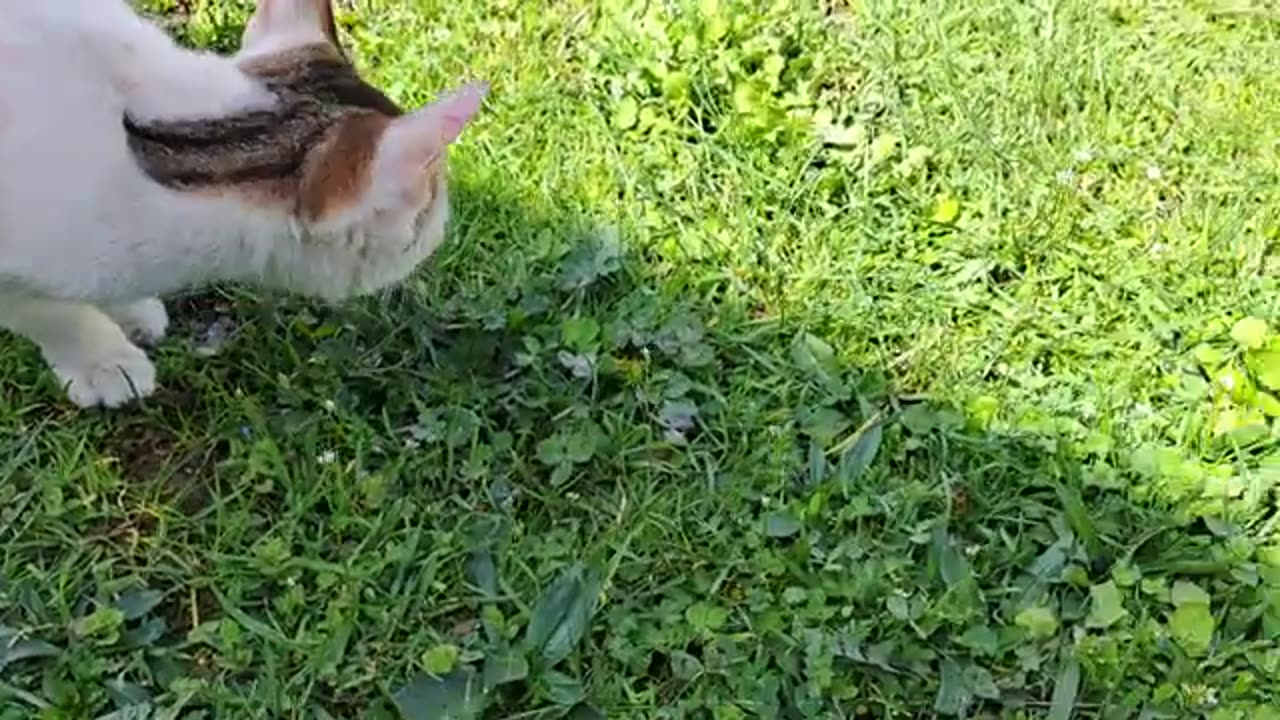 A cute little cat caught a bee and killed it. This cat is very cute.