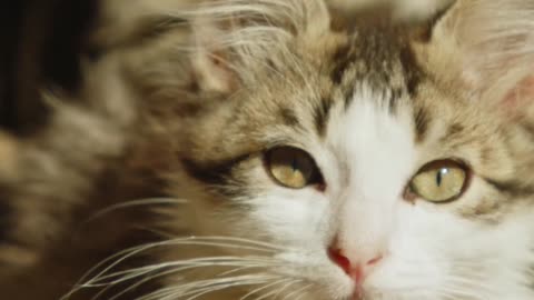 Avoid cat pees in house