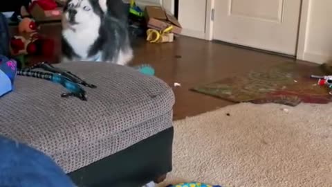 Ultimate Baby Dogs - Cute and Funny Dog Videos Compilation