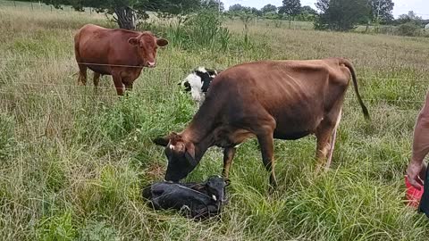 First calf born on the farm!