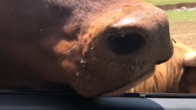 Safari animal comes to car!