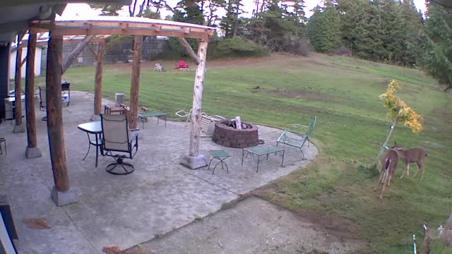 Backyard deer meeting
