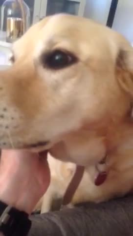Needy Dog insists on chin scratch