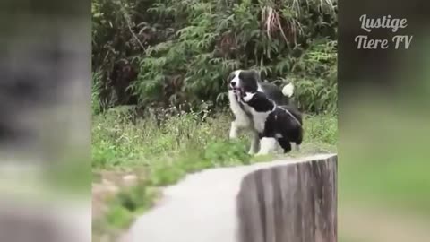 Watch the Cutest and funniest interaction between Animal and humans. Animal love their humans