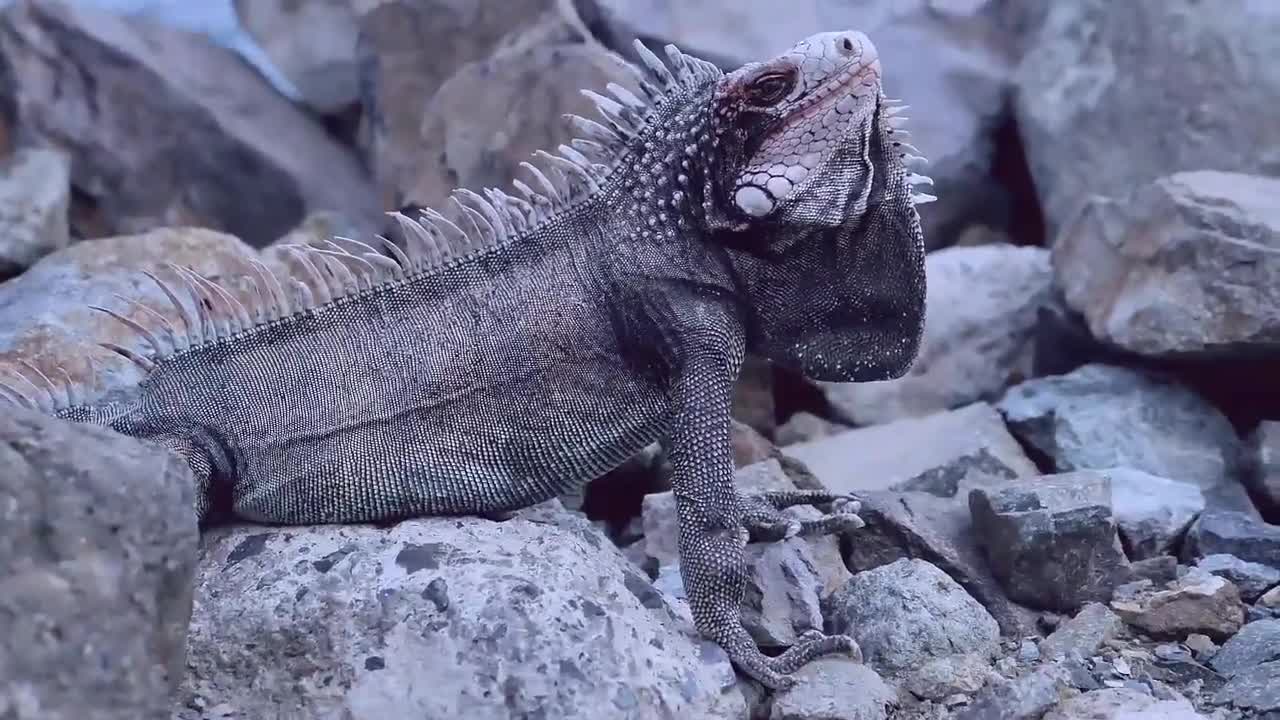 Grey iguana on the rock