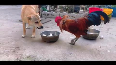 chicken and dog fight