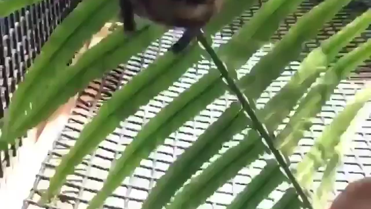 Wildlife & Funs