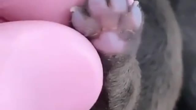 WOW Small Foot