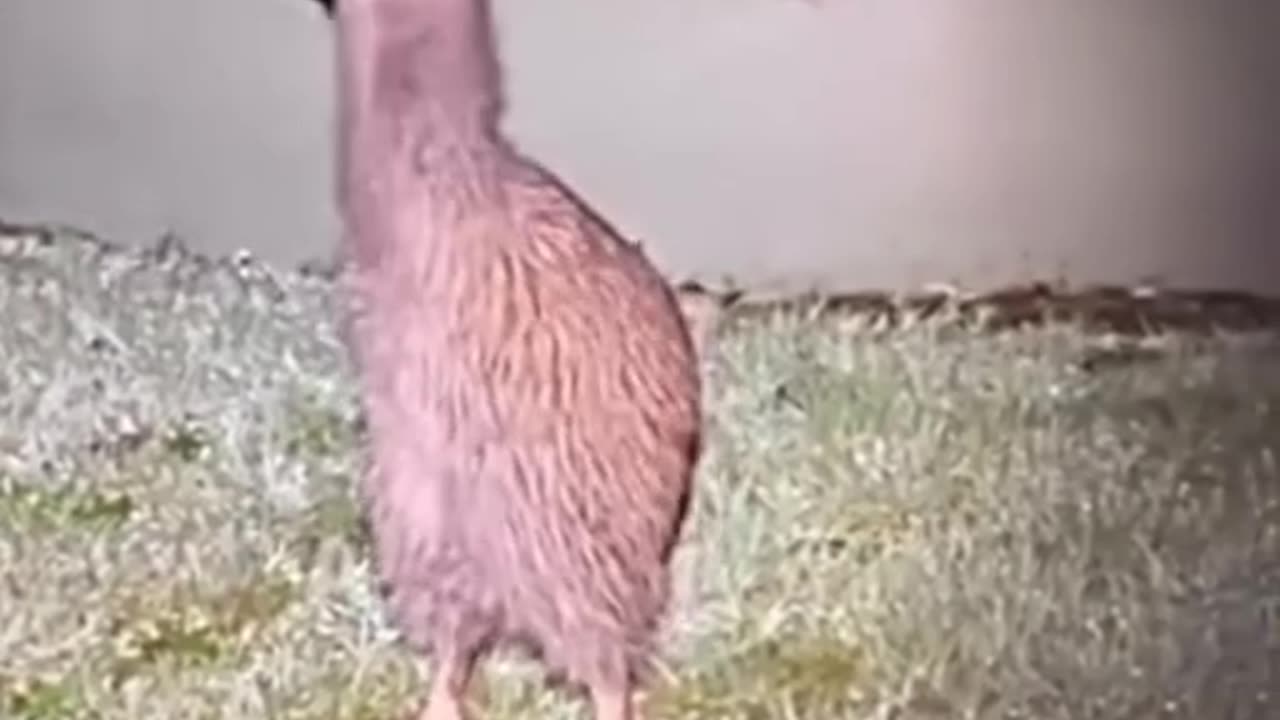 Bird Kiwi Calling Someone #shorts #shortvideo #video #virals #videoviral