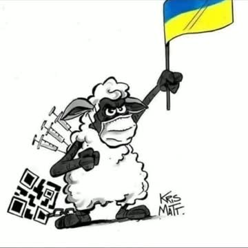 barany upadlińskie flagi