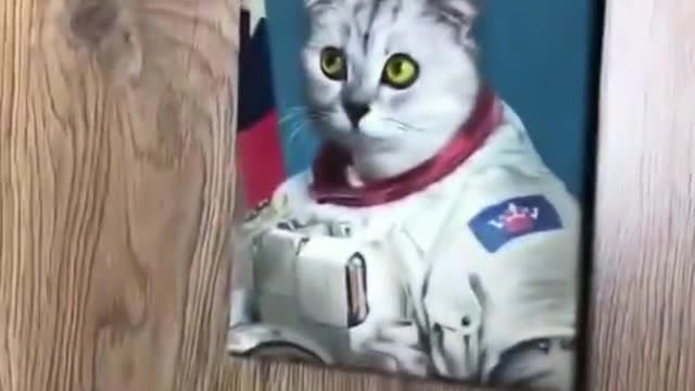 Funny animals 😄